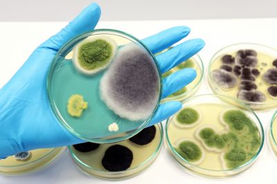 Prevent Property Damage with Mold Testing!