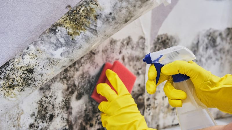 Mold Removal in Fort Worth, TX
