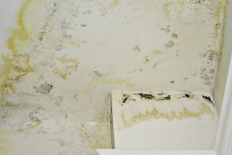 Mold Treatment Service in Essex County, NJ