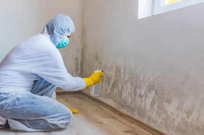 White Mold Mitigation in Dallas, TX
